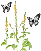 Agrimony, Common - Herb , Flowers
